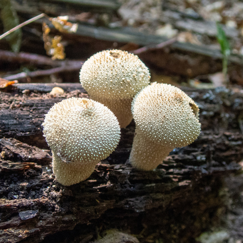 Prášnica (Lycoperdon)