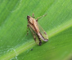 Orthopagus splendens