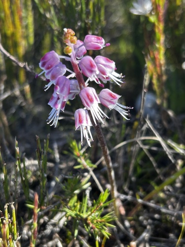 Lachenalia juncifolia