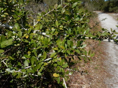 Ilex vomitoria image