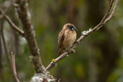 Spermestes cucullata