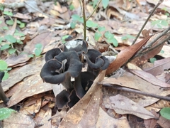 Craterellus fallax image