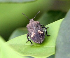 Megymenum brevicorne