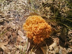 Ramaria aurea