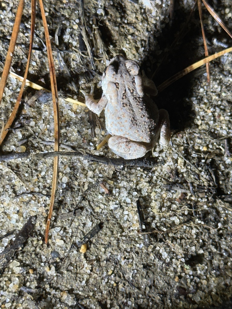 Fowler's Toad from Cape Cod National Seashore, Provincetown, MA, US on