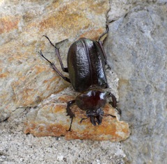 Sphaenognathus bellicosus