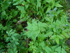 Mertensia paniculata
