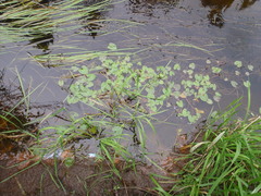 Caltha natans