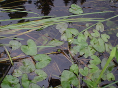 Caltha natans
