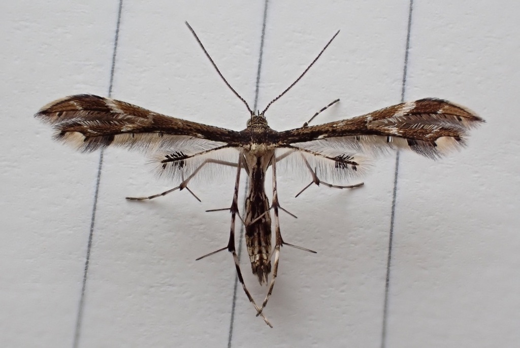 Evans' Plume Moth