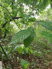 Trichilia breviflora