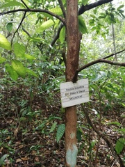 Trichilia breviflora