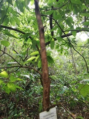 Trichilia breviflora