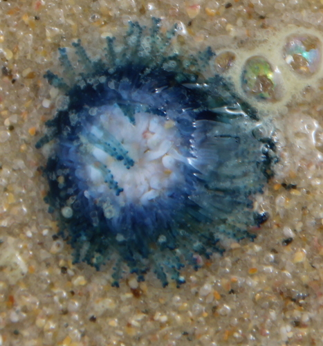 photo of Blue Button (Porpita porpita)