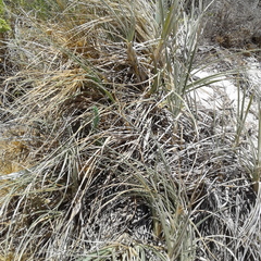 Spinifex hirsutus