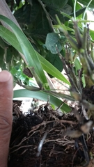 Scaphyglottis fasciculata