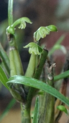 Scaphyglottis fasciculata