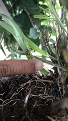 Scaphyglottis fasciculata