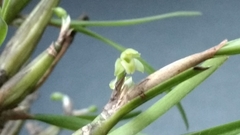 Scaphyglottis fasciculata