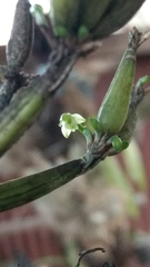 Scaphyglottis fasciculata