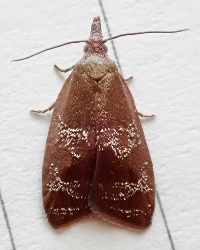 Spring Dead-leaf Roller Moth photo 5
