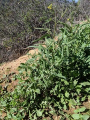 Sisymbrium orientale