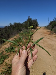 Sisymbrium orientale