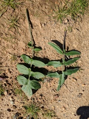 Sisymbrium orientale