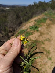 Sisymbrium orientale