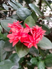 Ixora coccinea