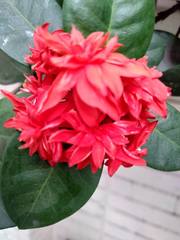 Ixora coccinea