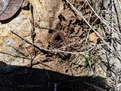 Batrachoseps major major