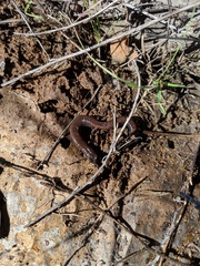 Batrachoseps major major