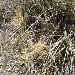 Spinifex hirsutus