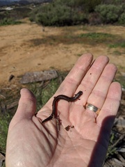 Batrachoseps major major