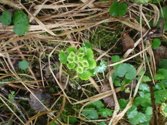 Chrysosplenium tetrandrum