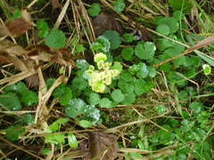 Chrysosplenium tetrandrum