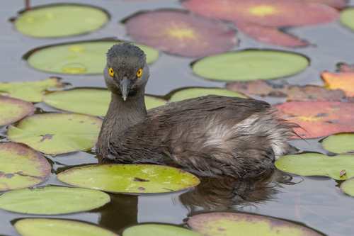 Least Grebe