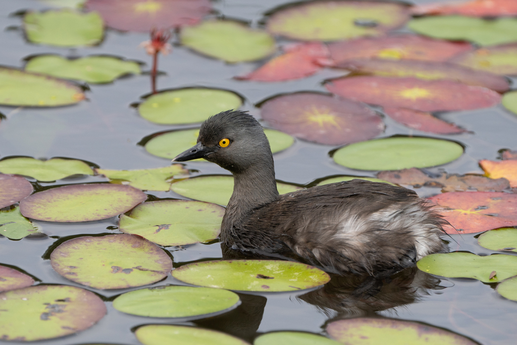 Grebes