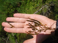 Potamogeton obtusifolius