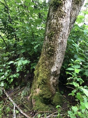 Fraxinus nigra image