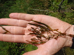 Potamogeton obtusifolius