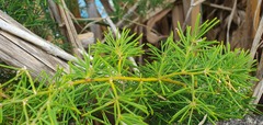 Asparagus umbellatus subsp. lowei image