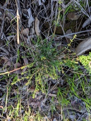 Galium nuttallii