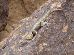 Sceloporus uniformis