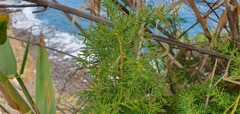 Asparagus umbellatus subsp. lowei image