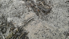 Melanerythrus mactans