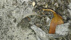 Melanerythrus mactans