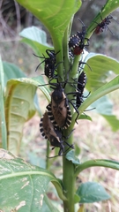 Spartocera alternata