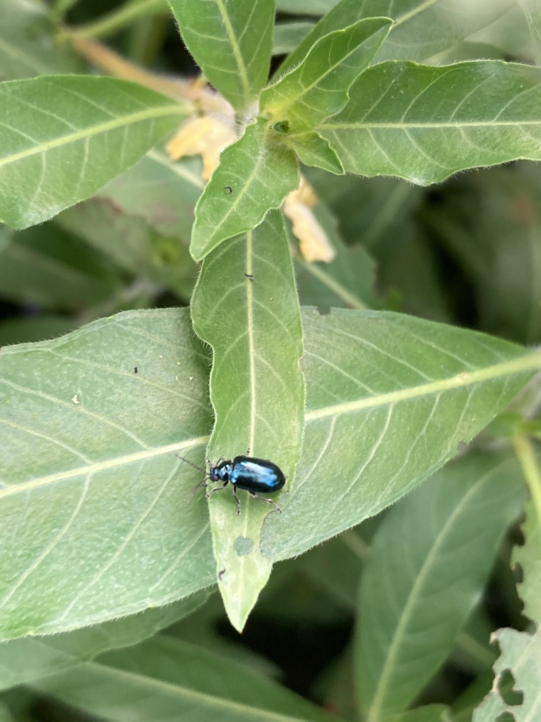 Altica japonica